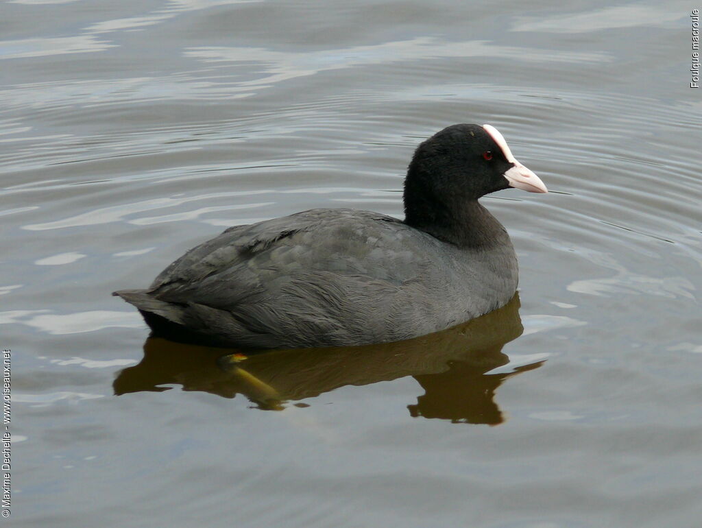 Eurasian Coot