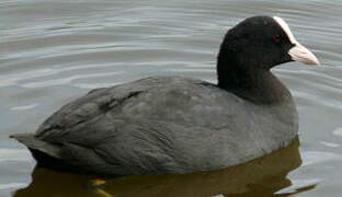 Eurasian Coot