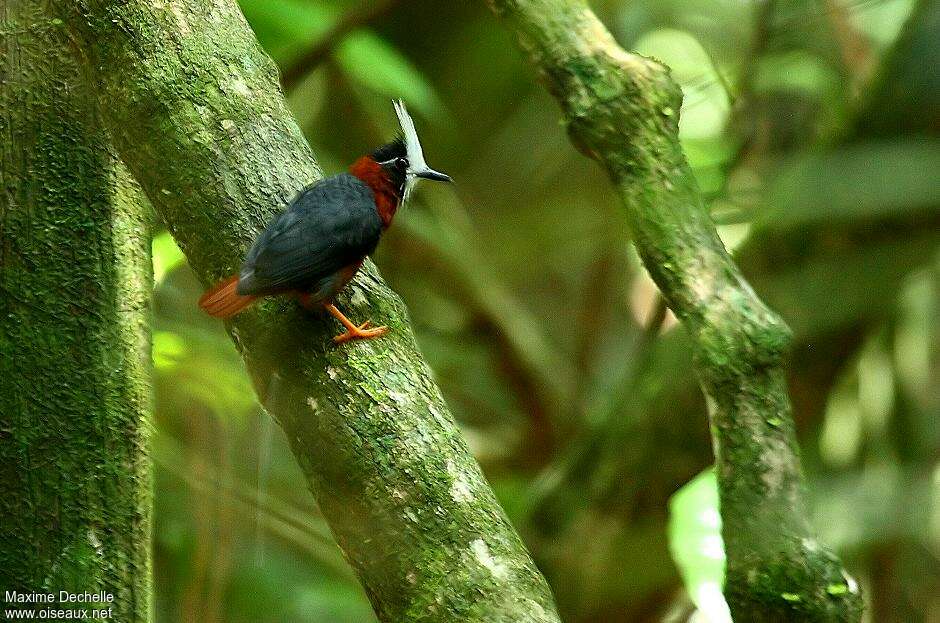 White-plumed Antbirdadult