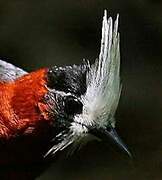 White-plumed Antbird