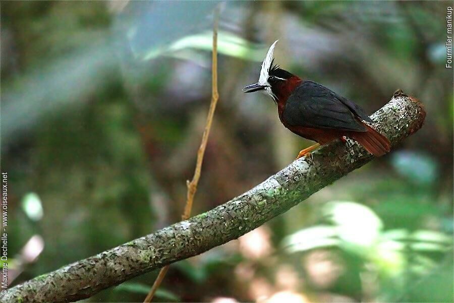 White-plumed Antbird