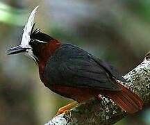 White-plumed Antbird