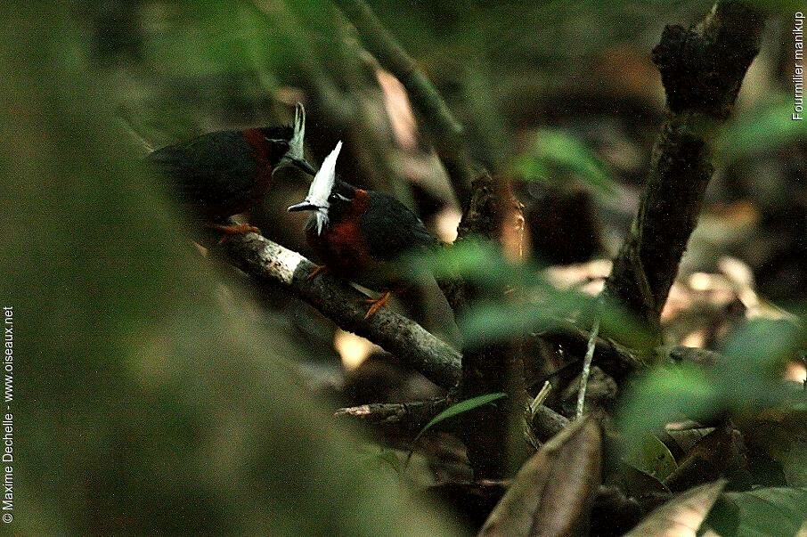 White-plumed Antbird, Behaviour