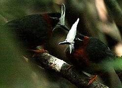 White-plumed Antbird