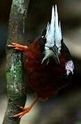 White-plumed Antbird