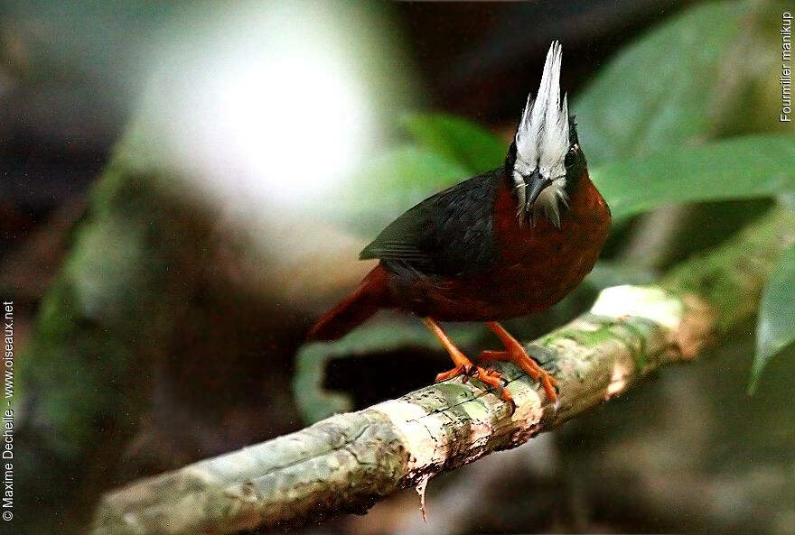 White-plumed Antbird, Behaviour