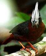 White-plumed Antbird