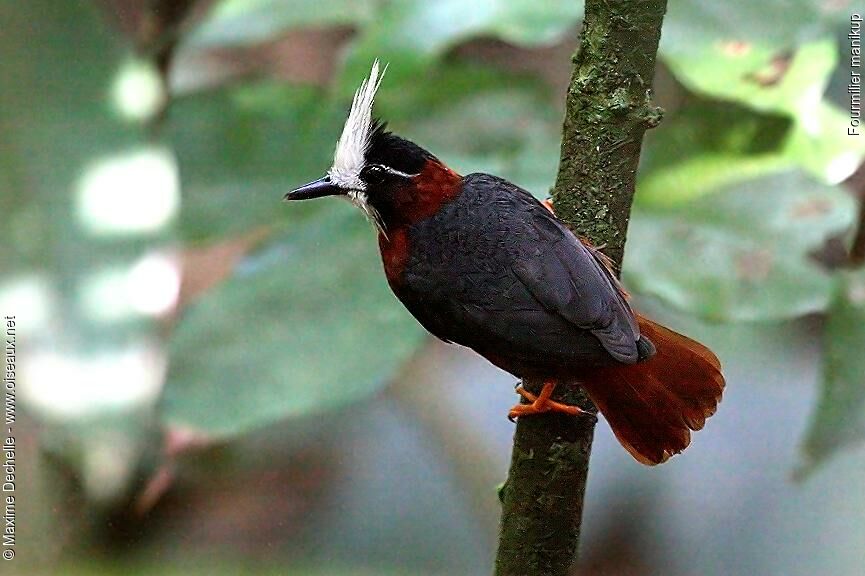 White-plumed Antbird