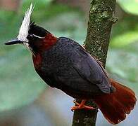 White-plumed Antbird