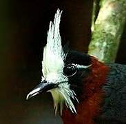 White-plumed Antbird