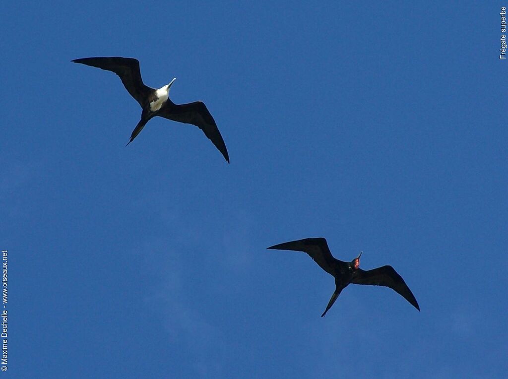 Magnificent Frigatebird adult