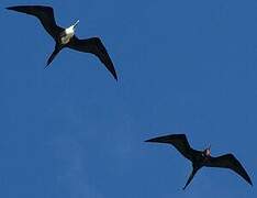 Magnificent Frigatebird