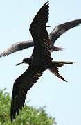 Magnificent Frigatebird