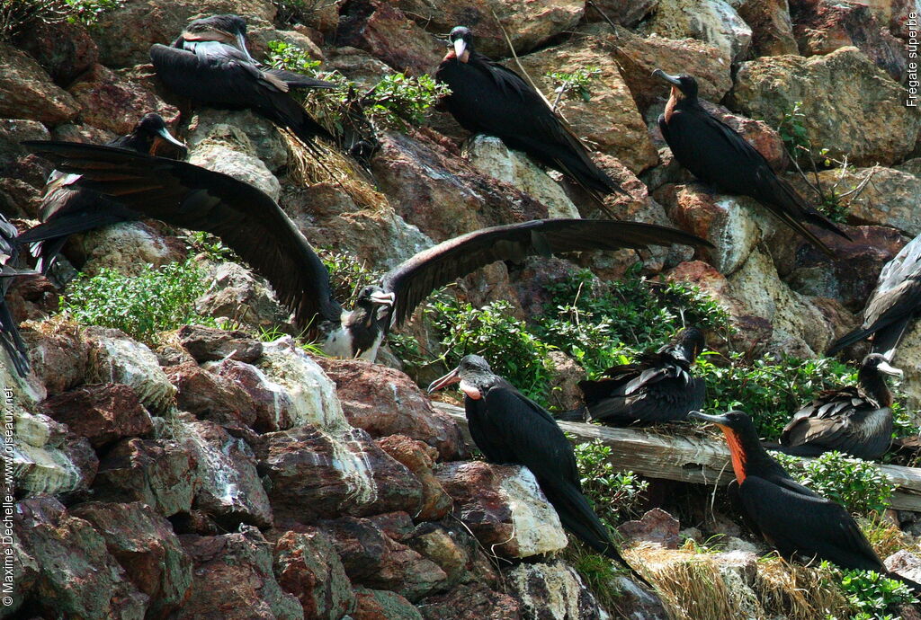 Magnificent Frigatebird, Behaviour