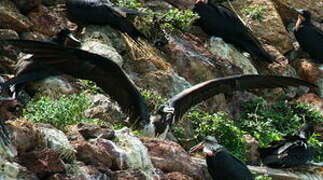 Magnificent Frigatebird