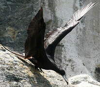 Magnificent Frigatebird