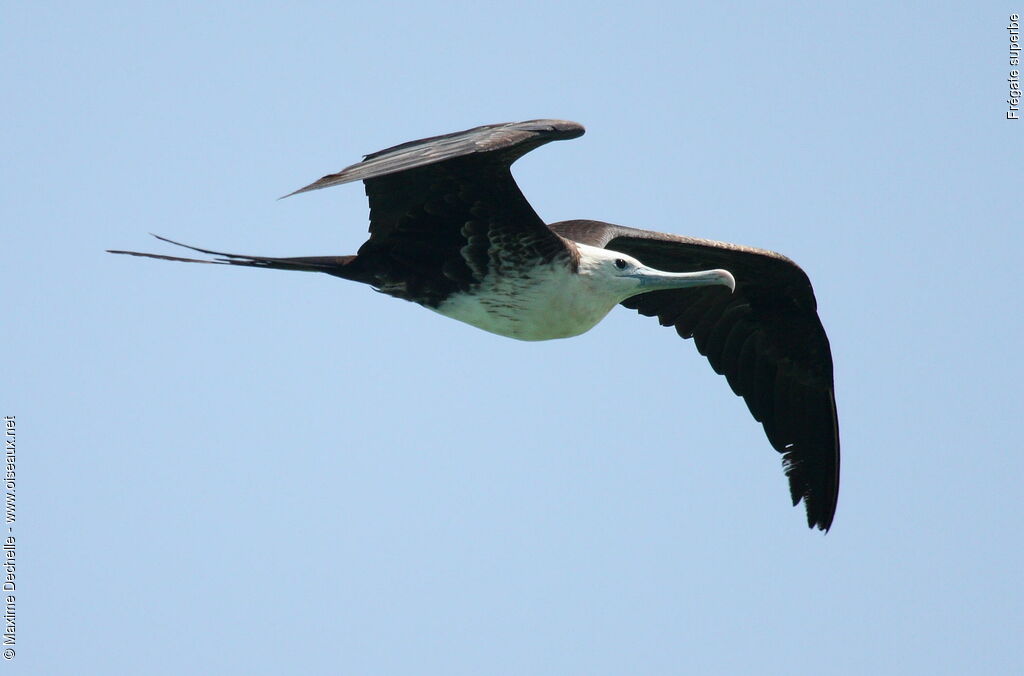 Magnificent Frigatebird female adult, Flight