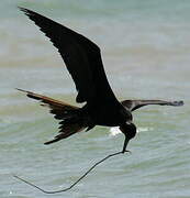 Magnificent Frigatebird