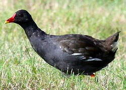 Common Moorhen