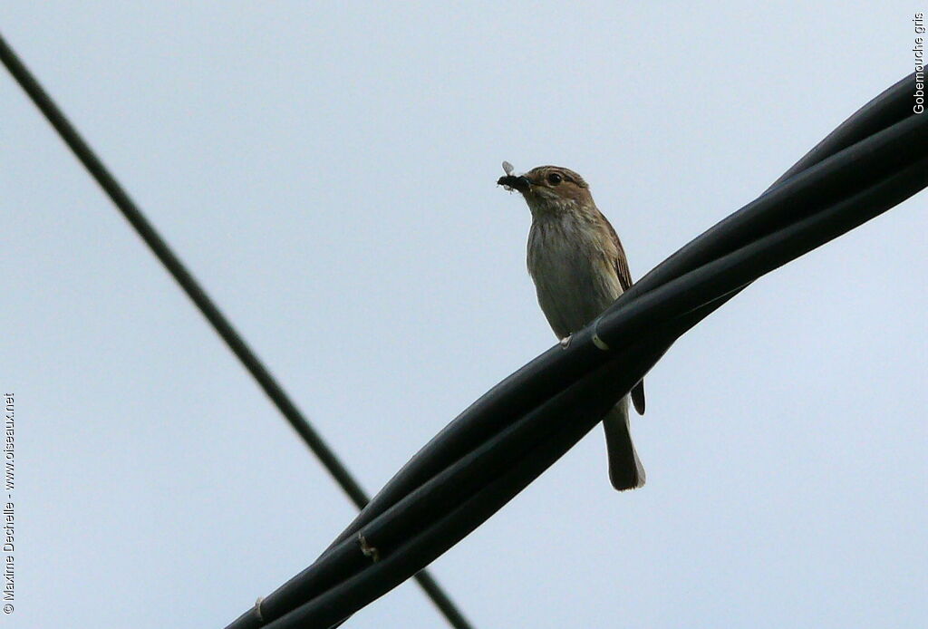 Spotted Flycatcher, feeding habits