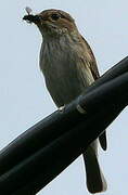 Spotted Flycatcher