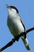 Tropical Gnatcatcher