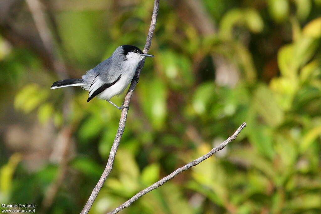 Tropical Gnatcatcher male adult