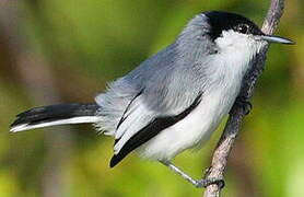 Tropical Gnatcatcher