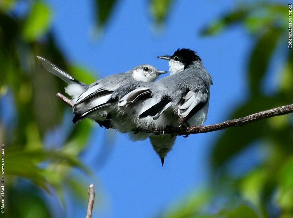 Tropical Gnatcatcher, Behaviour