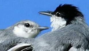 Tropical Gnatcatcher