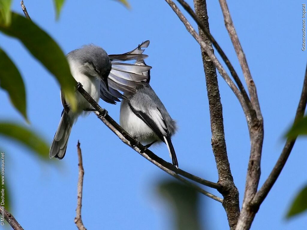 Tropical Gnatcatcher , Behaviour