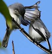 Tropical Gnatcatcher