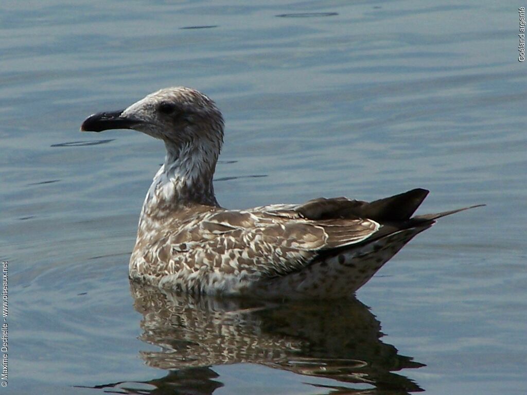 European Herring Gull