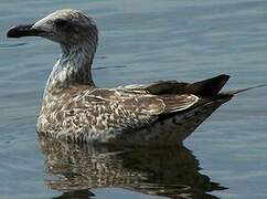 European Herring Gull