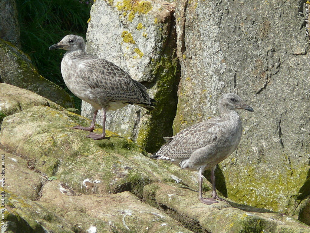 European Herring Gulljuvenile