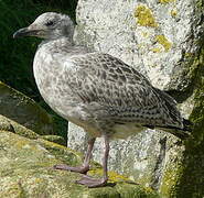 European Herring Gull