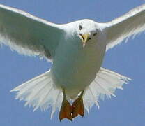 European Herring Gull