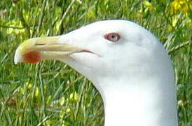 Great Black-backed Gull