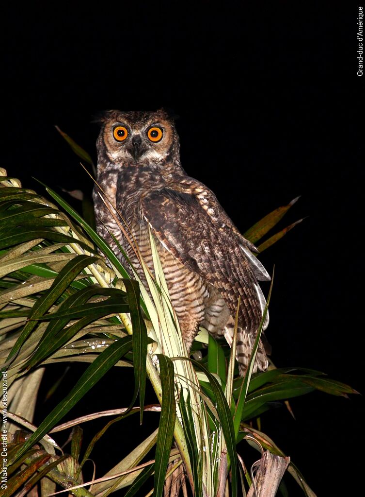 Great Horned Owladult, identification