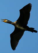 Great Cormorant