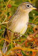 Wedge-tailed Grass Finch