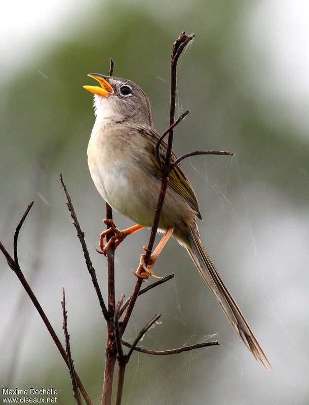 Wedge-tailed Grass Finch male adult, song