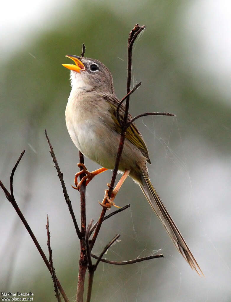 Wedge-tailed Grass Finch male adult, song