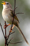 Wedge-tailed Grass Finch