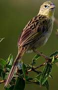 Wedge-tailed Grass Finch