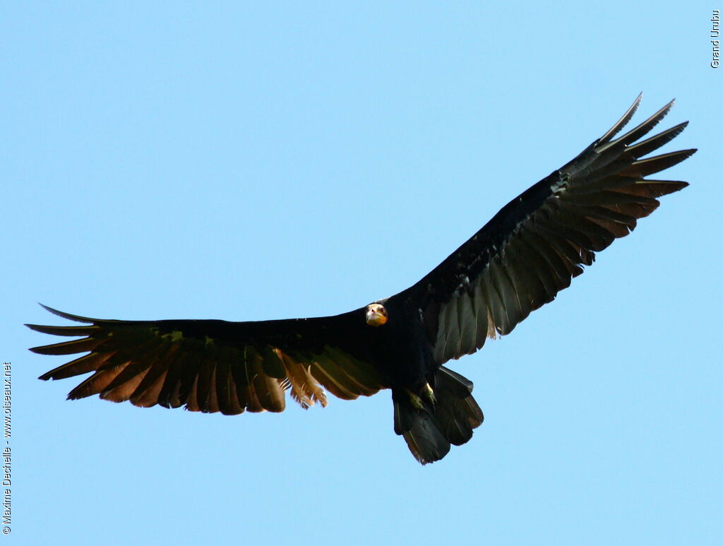 Greater Yellow-headed Vultureadult, Flight