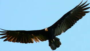 Greater Yellow-headed Vulture