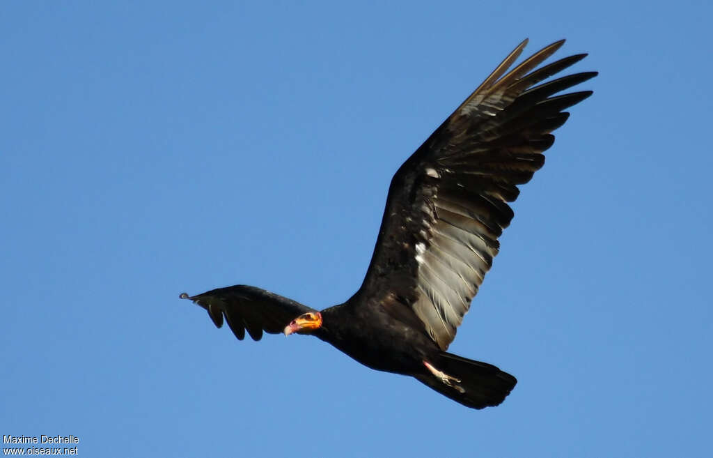 Greater Yellow-headed Vultureadult, Flight