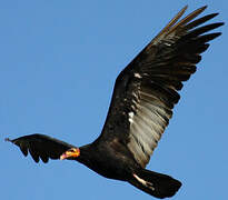 Greater Yellow-headed Vulture