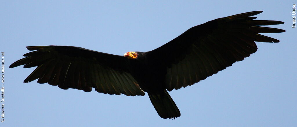 Greater Yellow-headed Vultureadult, Flight